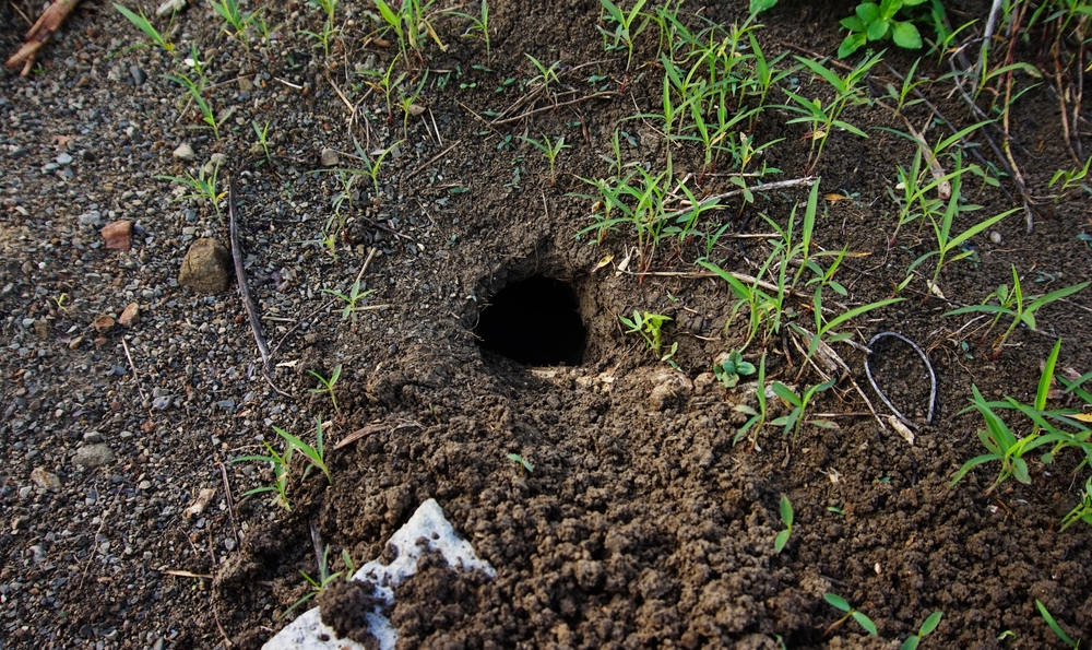 loch im garten durch marder