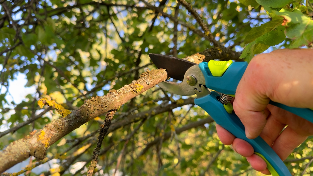 gingko rückschnitt