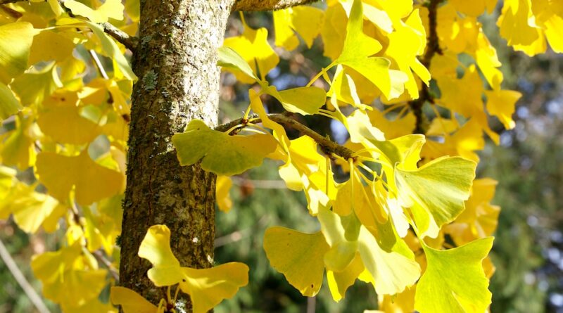 Ginkgo biloba