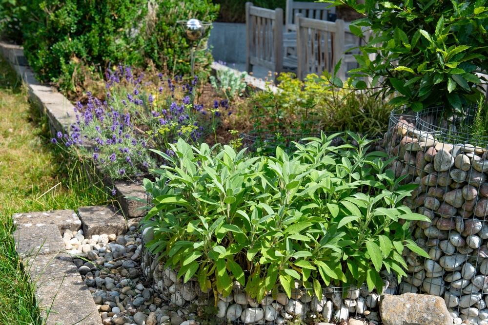 Salbei Garten