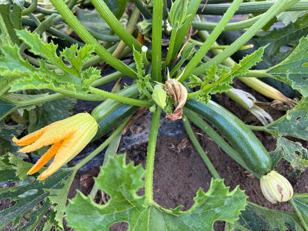 Zucchini blüht