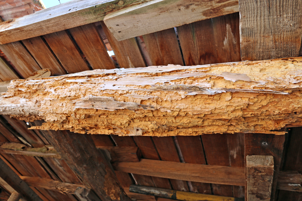 Befall durch Holzwurm