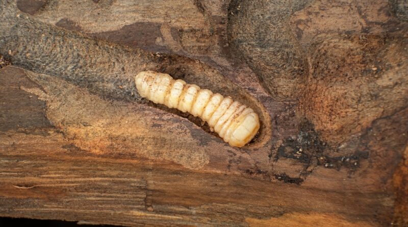 Holzwurm