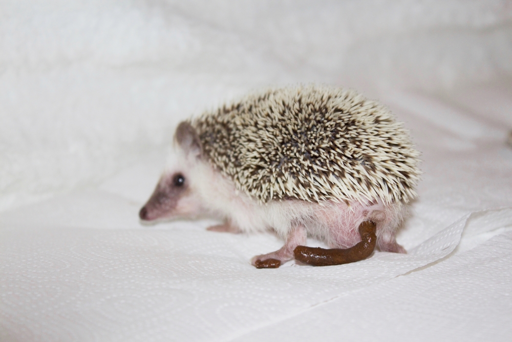 Igel Ausscheidungen